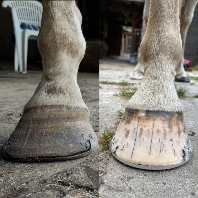 Flachhuf, Hebelende Zehe