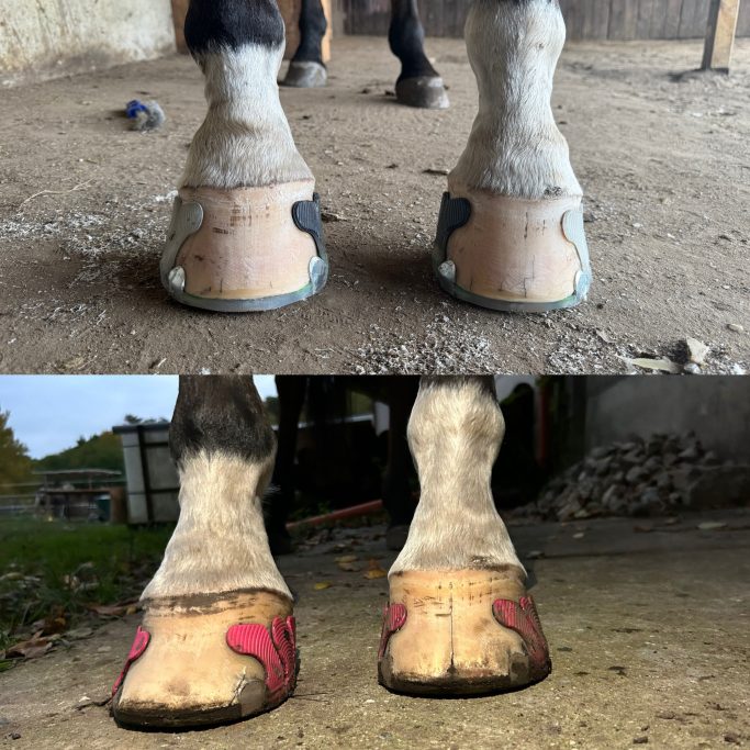 High-low, Hufrolle, Riss im Huf