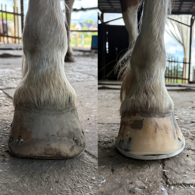 frisch beschlagenes Pony auf einem Colleoni Full Roller