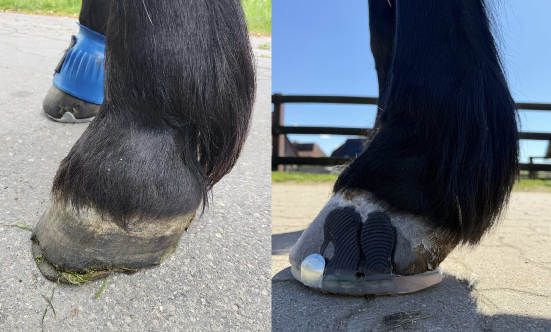 Belgisches Kaltblut, schlechte Hornqualität