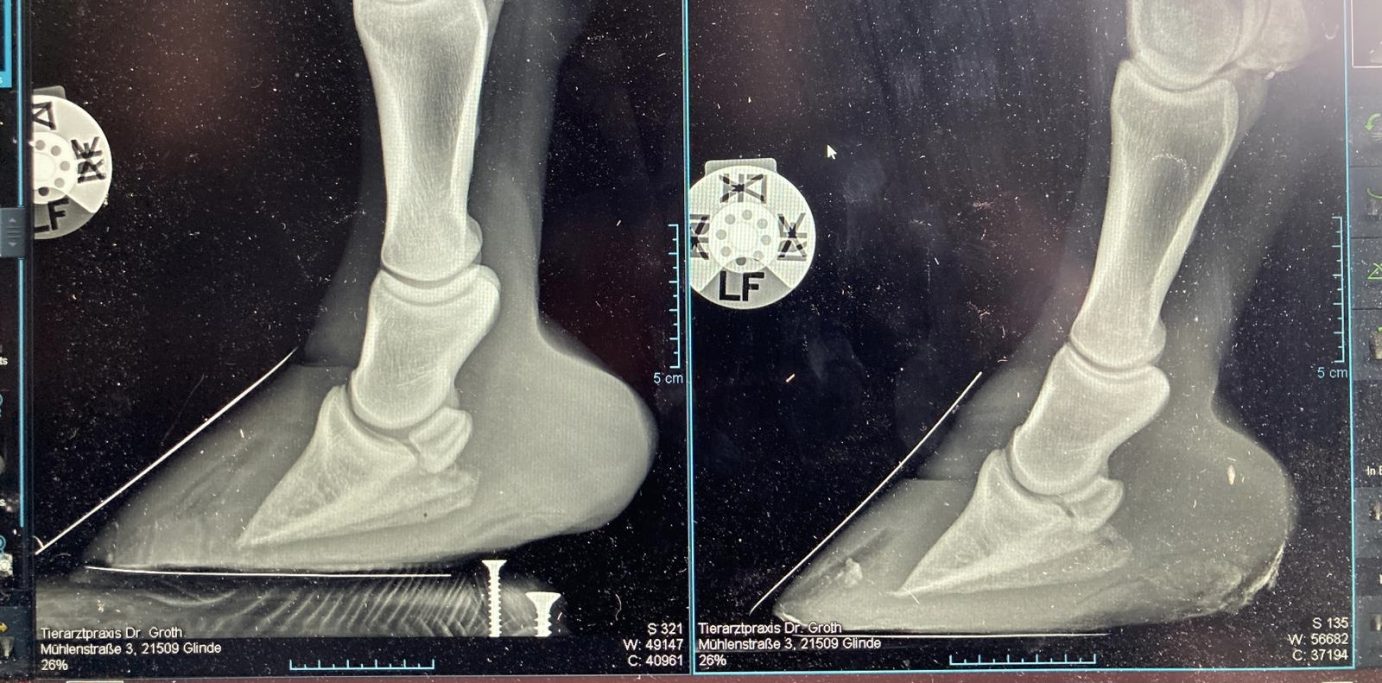 Hufrehe Röntgenbild