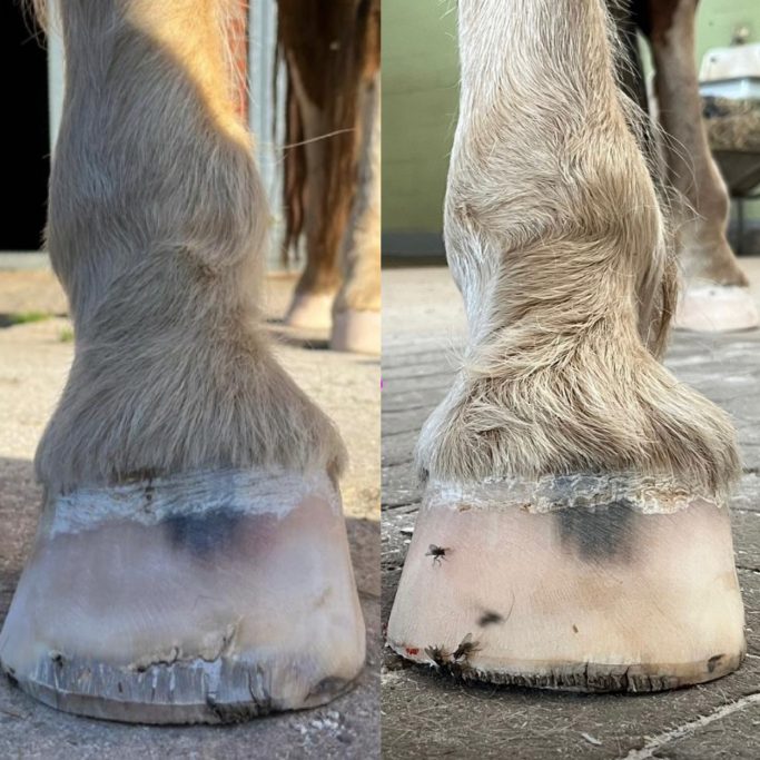 Hufrehe, Mediolaterale Imbalance