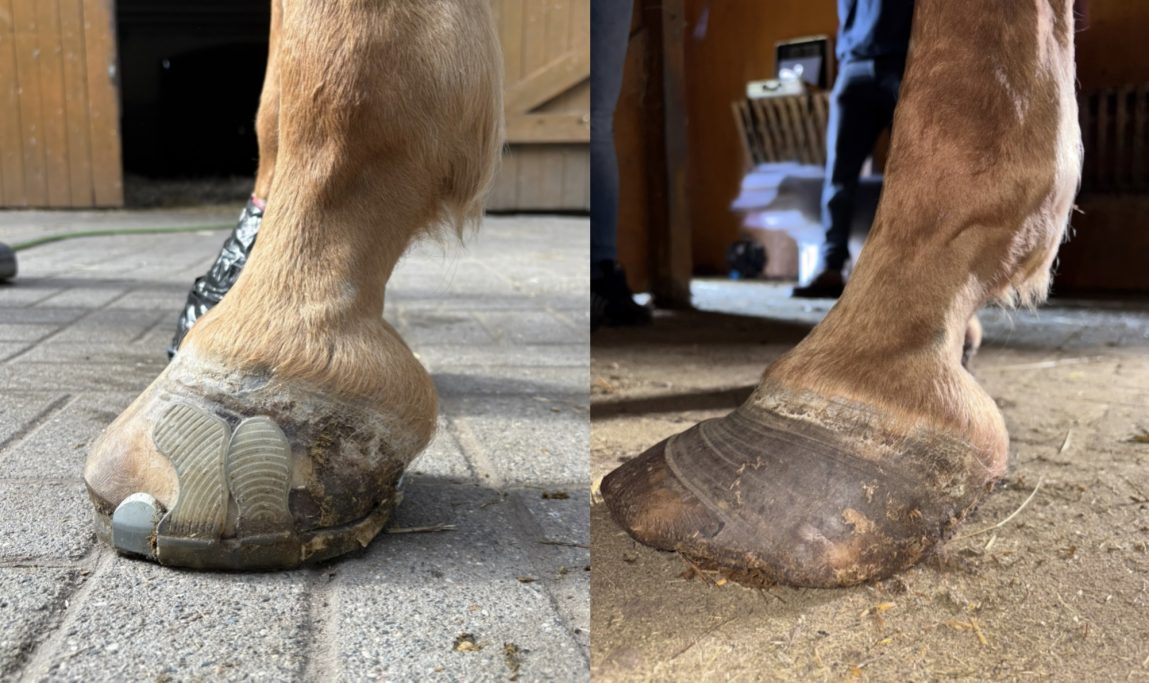 Hufrehe Hufbeindurchbruch, Hufgeschwüre